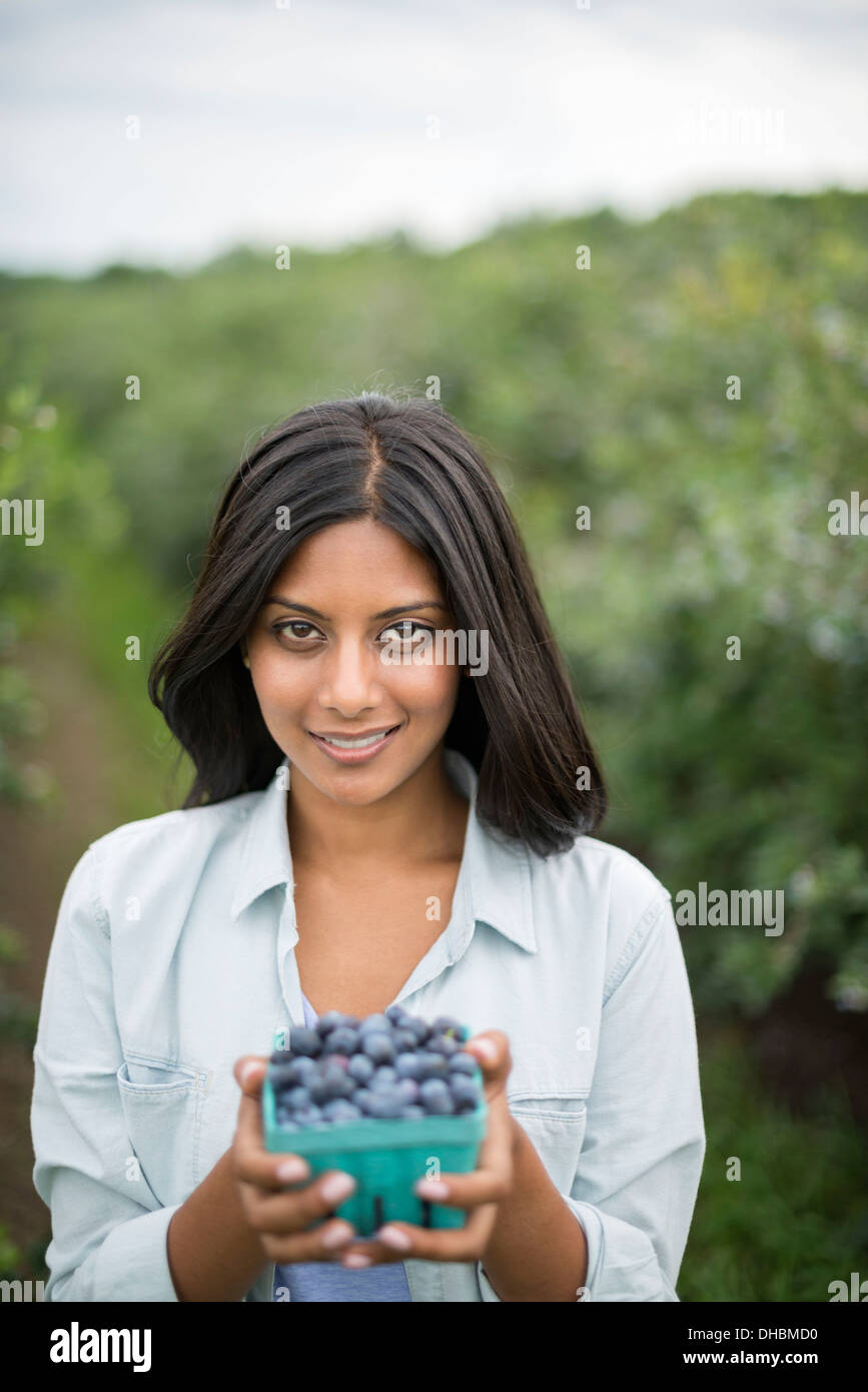 Organic Farming. A woman holding a punnet of fresh picked organic blueberries, Cyanococcus. Stock Photo