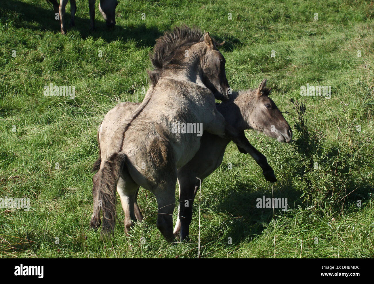 Rearing and fighting male Polish primitive horses a.k.a. Konik Horses Stock Photo