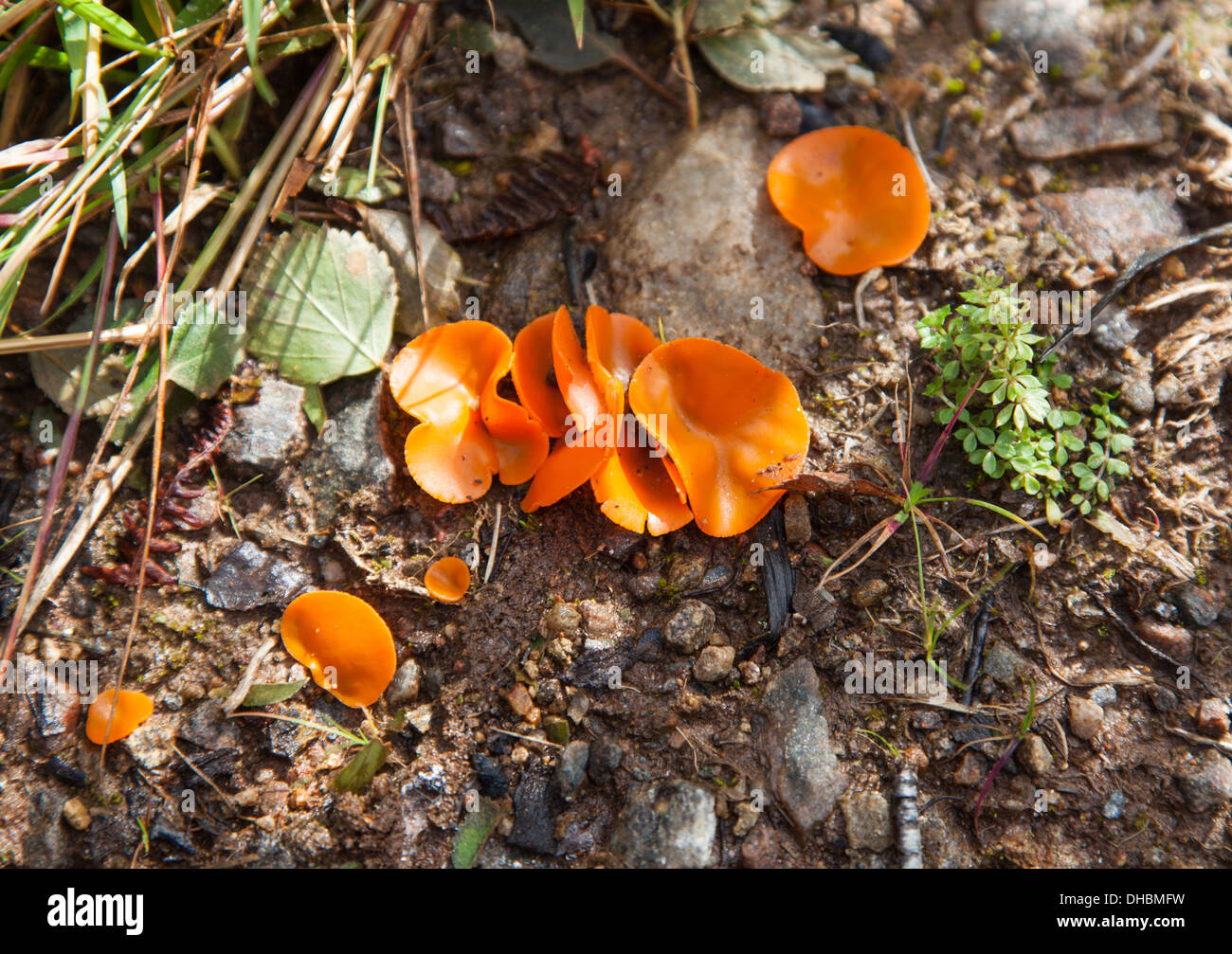 Orange Peel Fungus (Aleuria aurantia) Stock Photo
