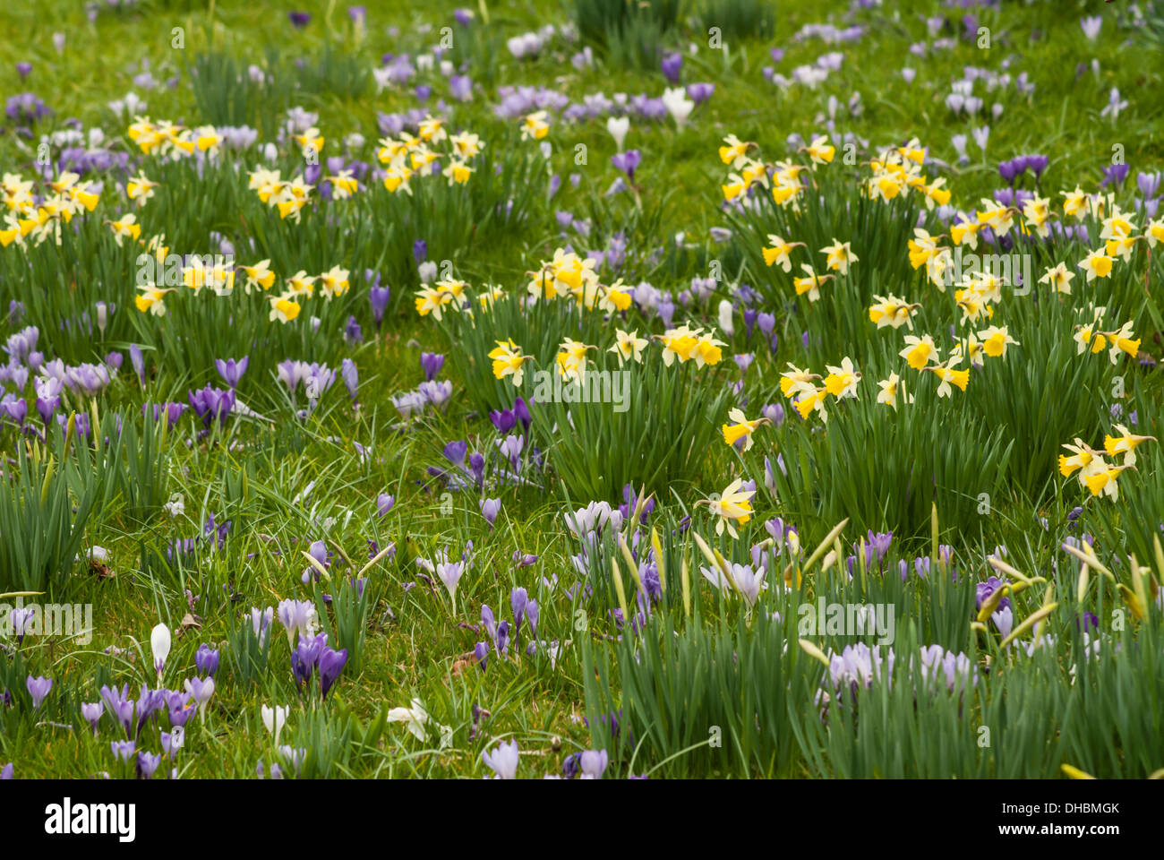 Daffodil, Narcissus pseudonarcissus. Yellow daffodils growing together with purple and white Crocus. Stock Photo