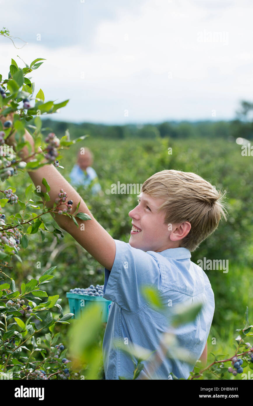 An organic fruit farm. A family picking the berry fruits from the