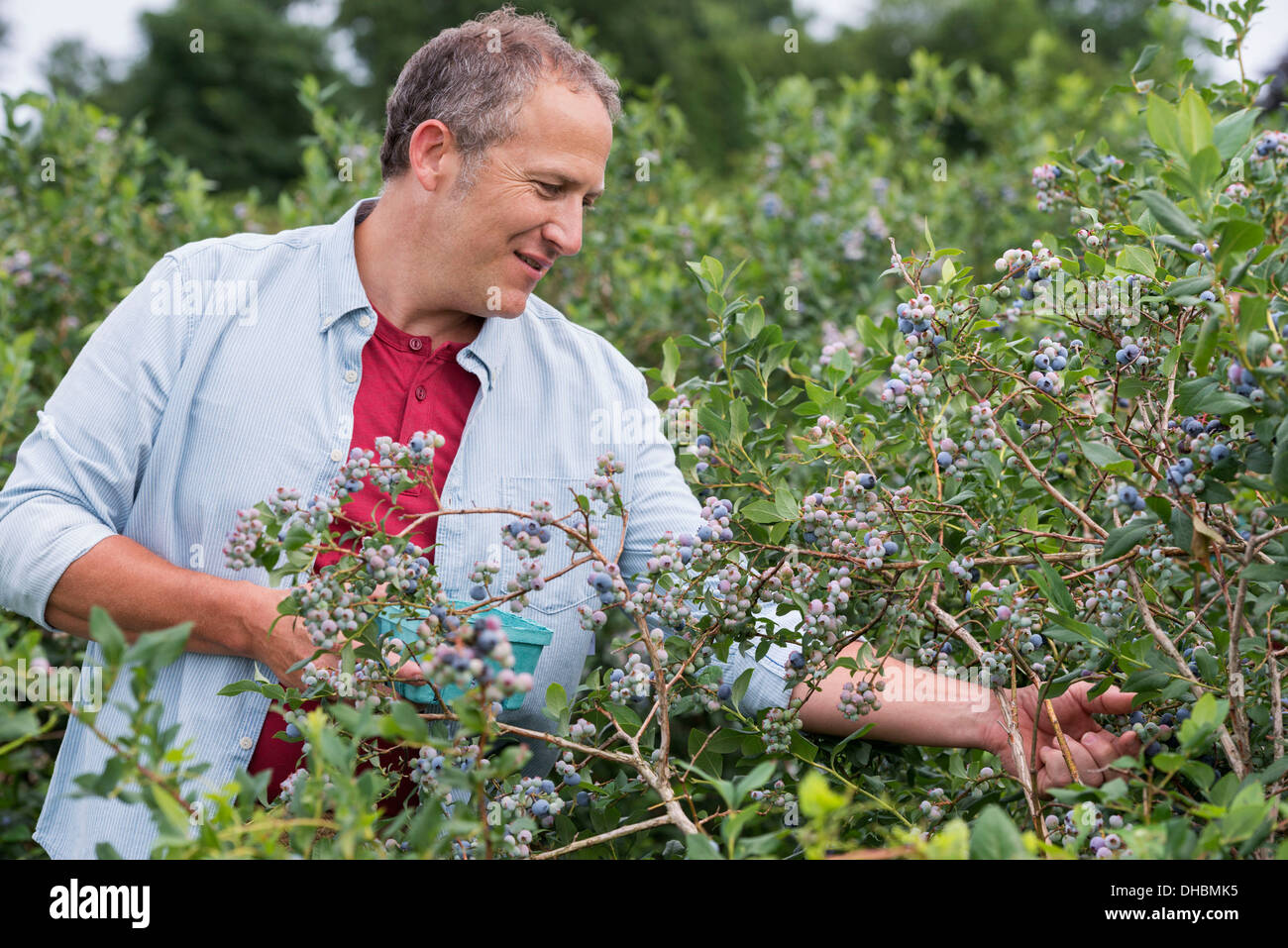 An organic fruit farm. A man picking the berry fruits from the bushes Stock Photo Alamy