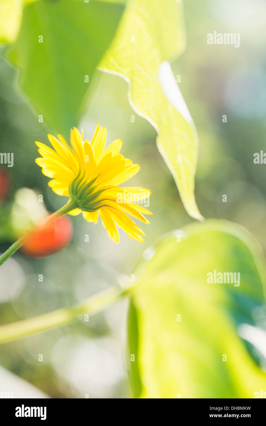 Tranquil summer scene with yellow flower growing in garden Stock Photo