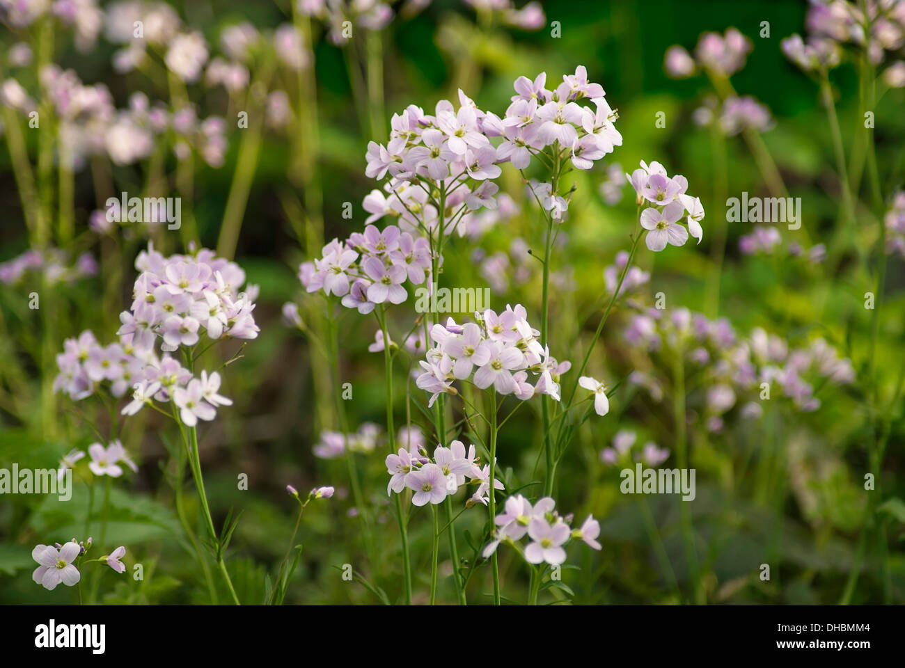 Cuckoo flower, Cardamine pratensis, growing outdoor in a garden Stock ...