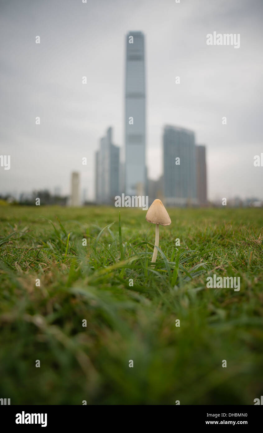 Grass and a mushroom grow in front of buildings, including the ICC, in West Kowloon in Hong Kong on November 13, 2013. Stock Photo