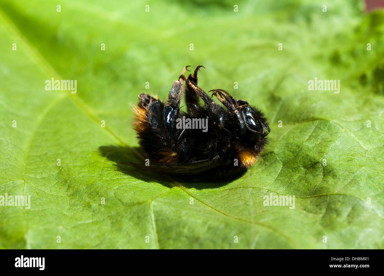A dead bee on a leaf in a garden Stock Photo