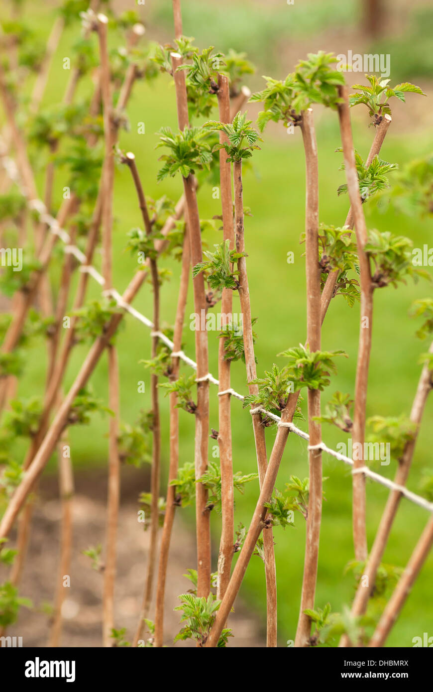 Raspberry, Rubus idaeus 'Glen rosa', growing outdoor against wire ...