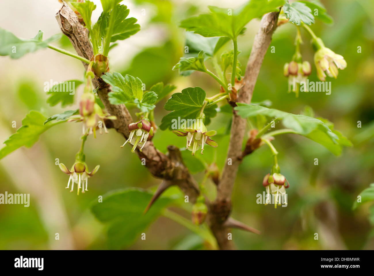 Gooseberry, Ribes uva-crispa 'Black velvet', growing outdoor on the plant. Stock Photo