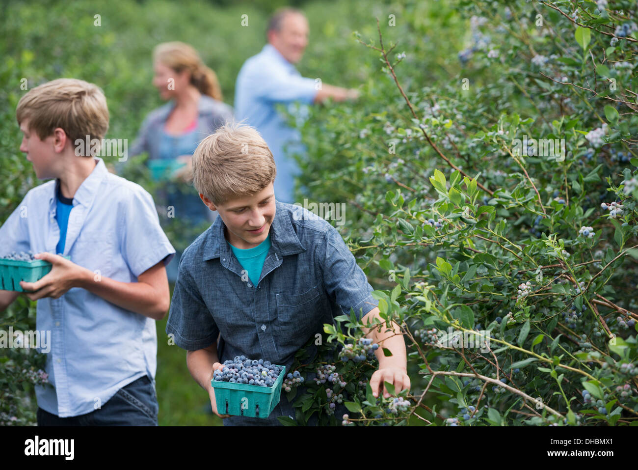 An organic fruit farm. A family picking the berry fruits from the bushes Stock Photo Alamy
