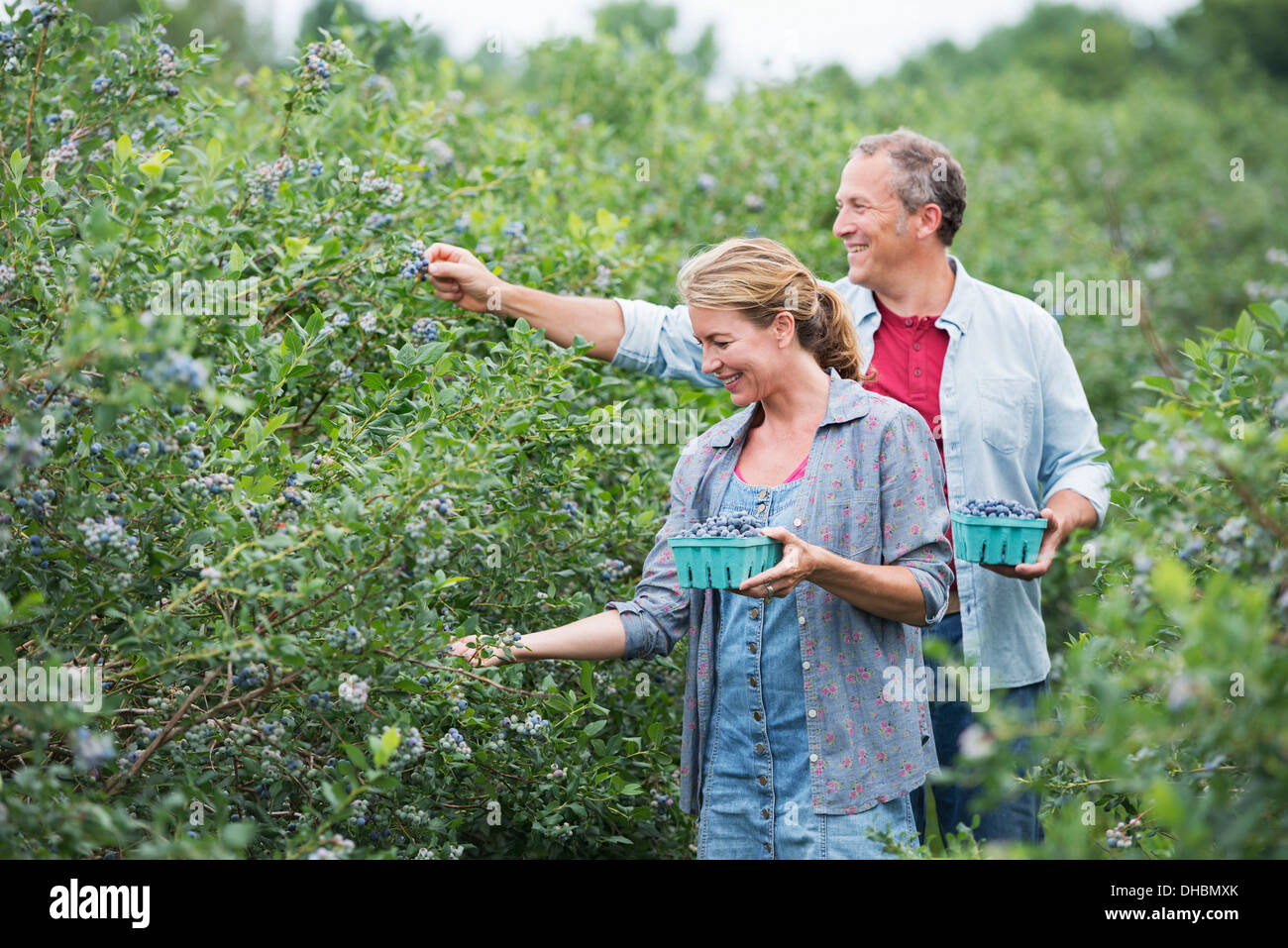 An organic fruit farm. A mature couple picking the berry fruits from