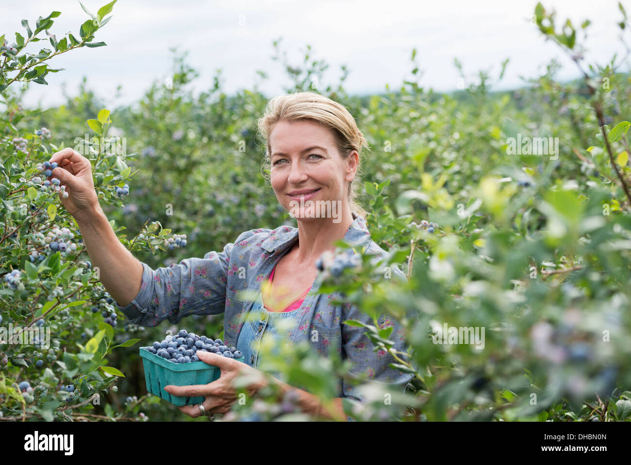 An organic fruit farm. A woman picking the berry fruits from the bushes. Stock Photo