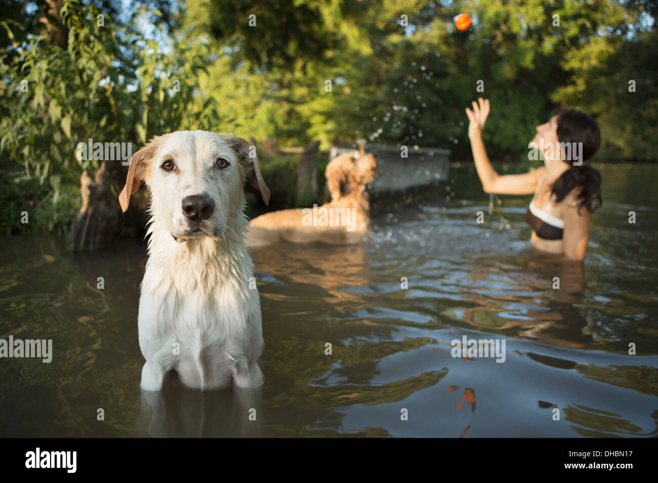 Are Ball Throwers Bad For Dogs