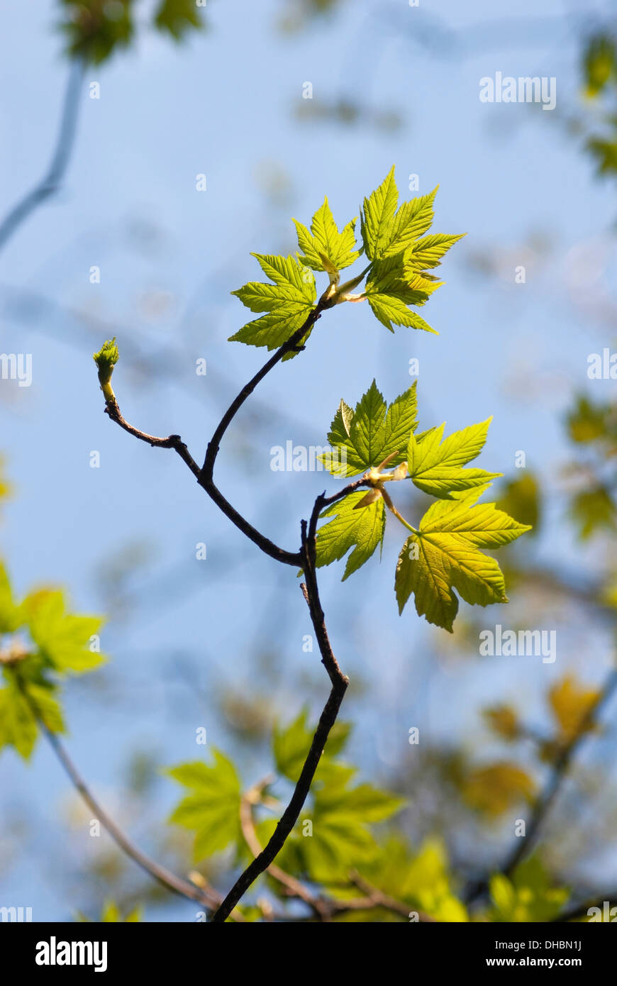 Sycamore, Acer pseudoplatanus, Close up of leaves on the tree growing outdoor. Stock Photo