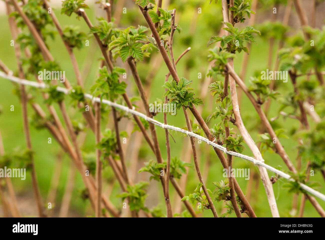 Raspberry, Rubus idaeus 'Glen rosa', growing outdoor on the bush against wire support. Stock Photo