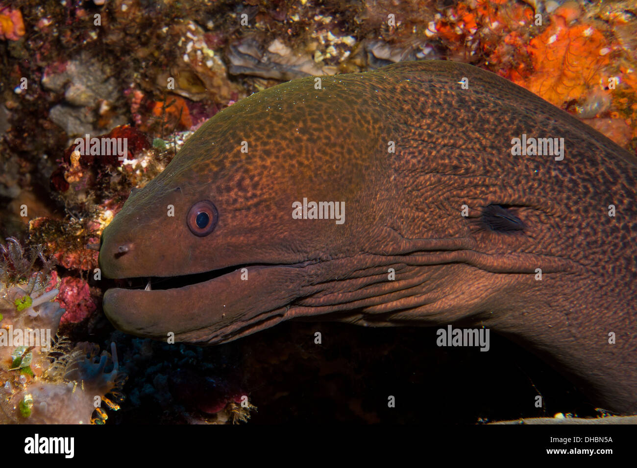 underwater, Indonesia, Komodo, marine life, sea life, moray eel, scuba, diving, ocean, sea, Stock Photo