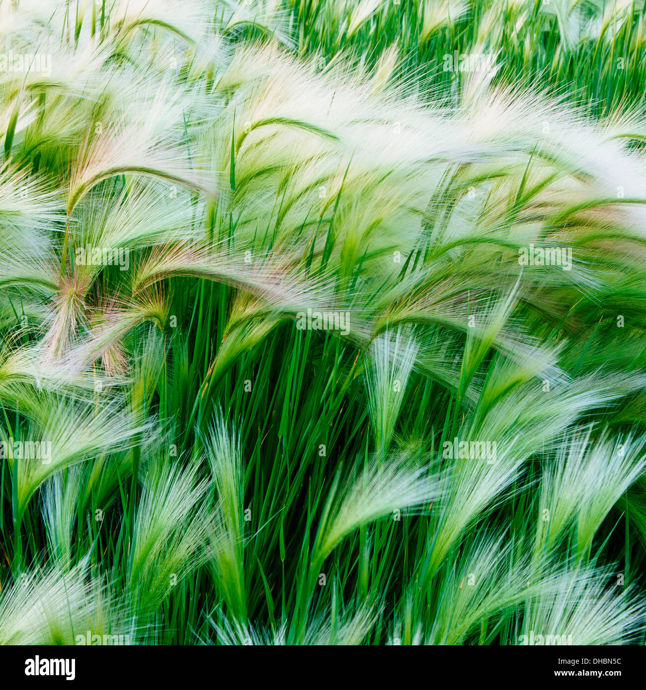 Green grasses blowing in the wind, in Glacier national park. Stock Photo