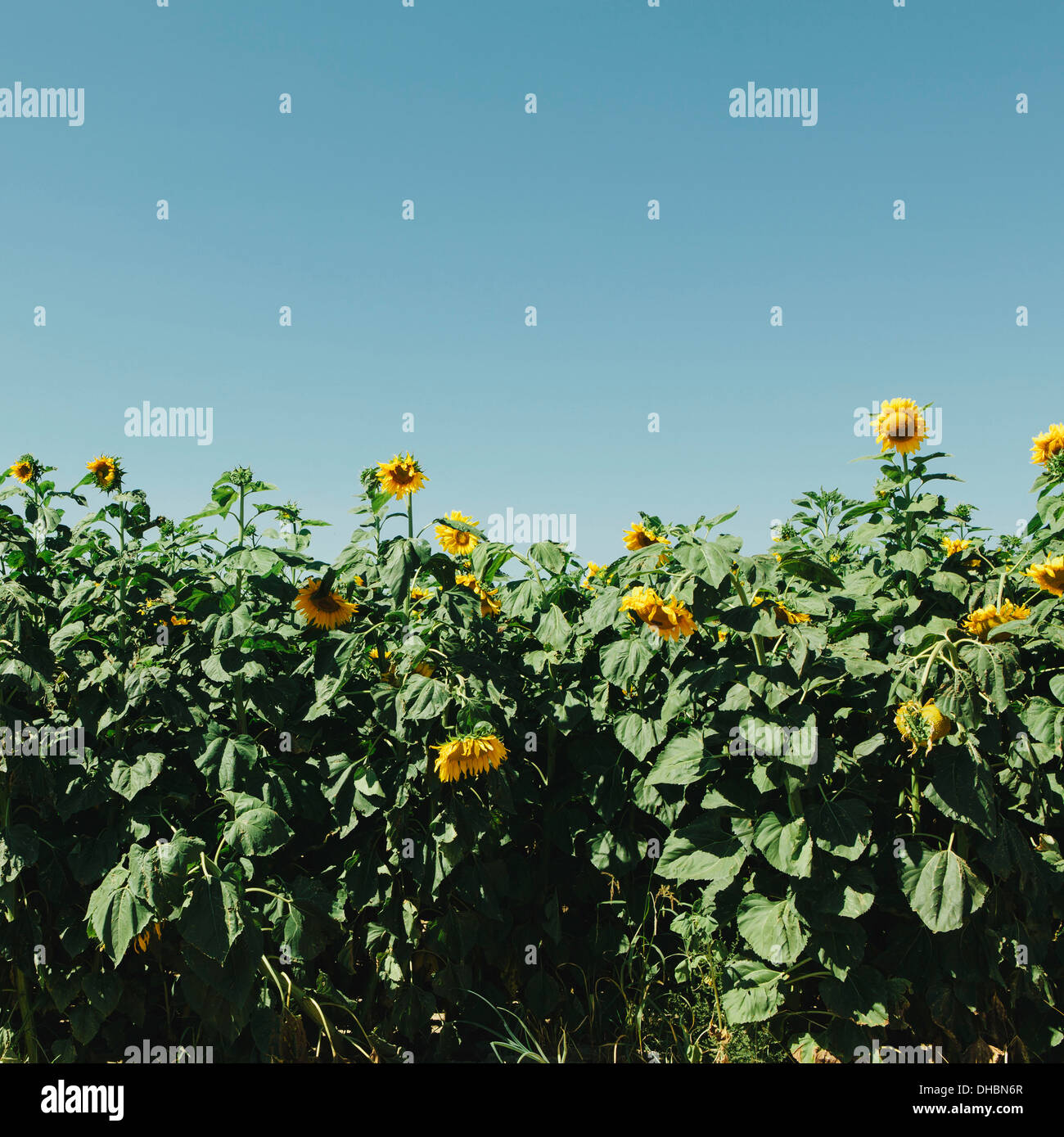 A field of tall sunflowers growing near Quincy in Washington state. Stock Photo