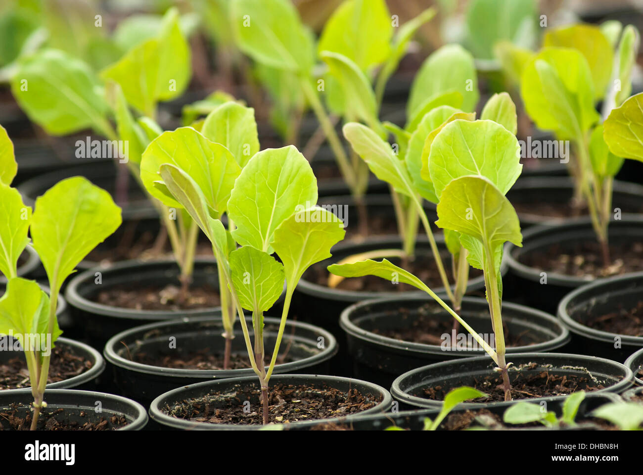 Brussel sprout,Brassica oleracea var. gemmifera 'Nautic', seedlings