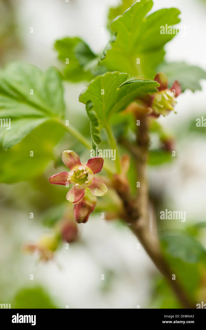 Gooseberry, Ribes uva-crispa 'Black velvet', growing outdoor on the plant. Stock Photo