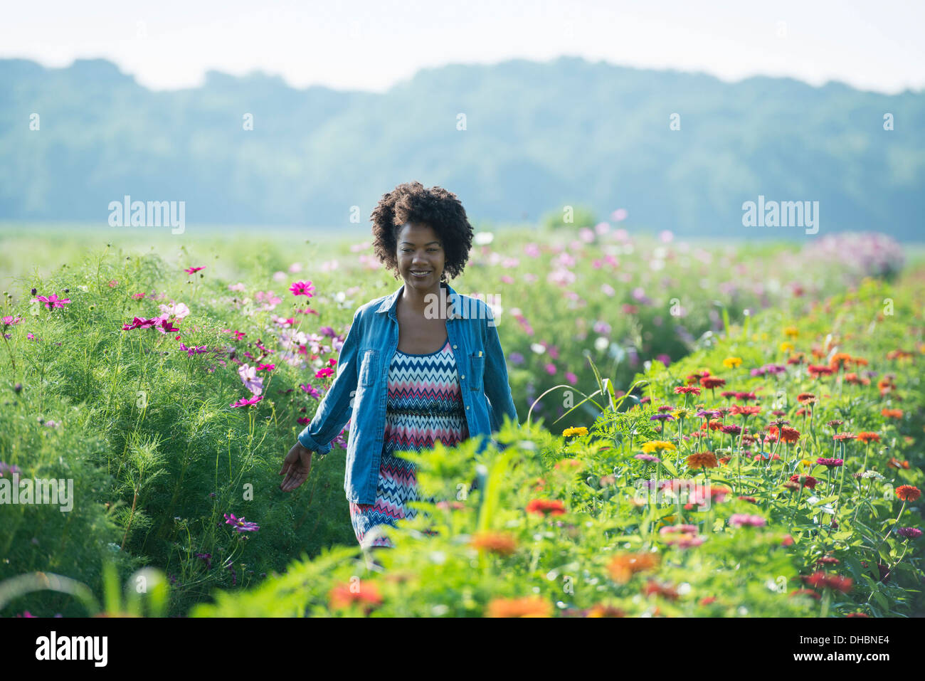 Mid season cotton plant hires stock photography and images Alamy