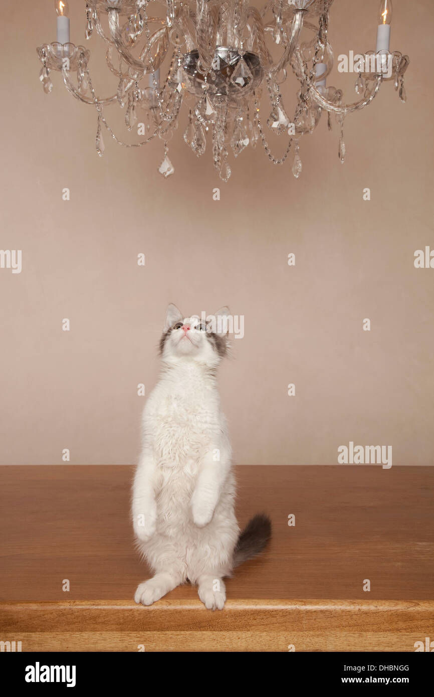 A cat under a chandelier, on its haunches looking upwards. Stock Photo