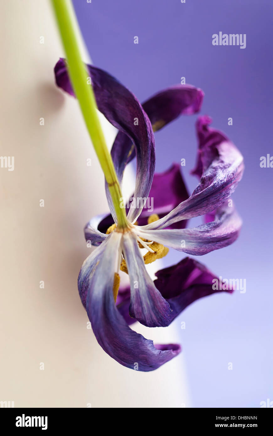 Tulip, Tulipa, Close up of a dried dead flower Stock Photo Alamy