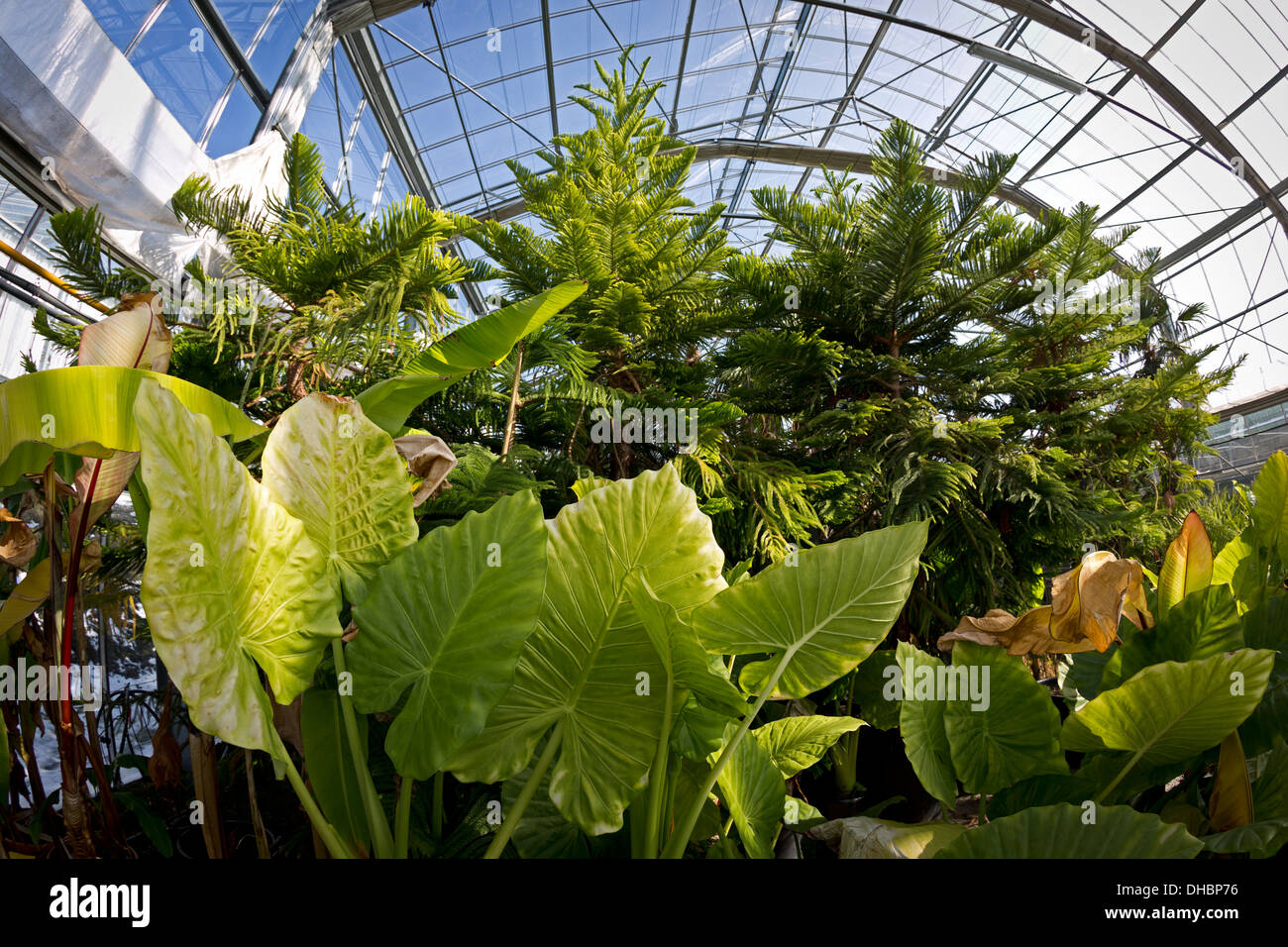 Alocasias macrorrhizos and Norfolk Island Pines in the Orangery of the Vichy horticultural yield Centre (France). Stock Photo