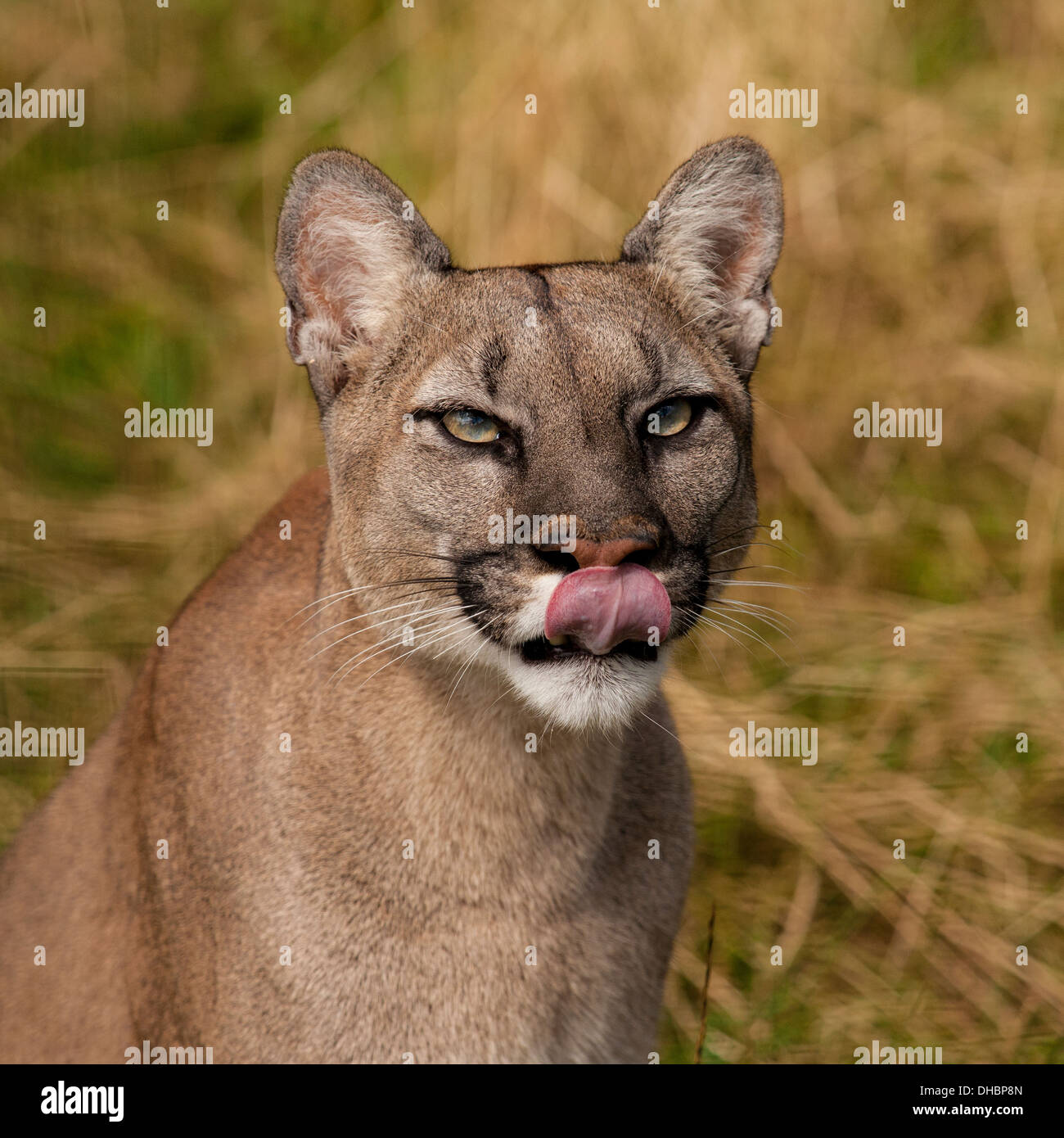 Puma touching nose with tongue Stock Photo - Alamy
