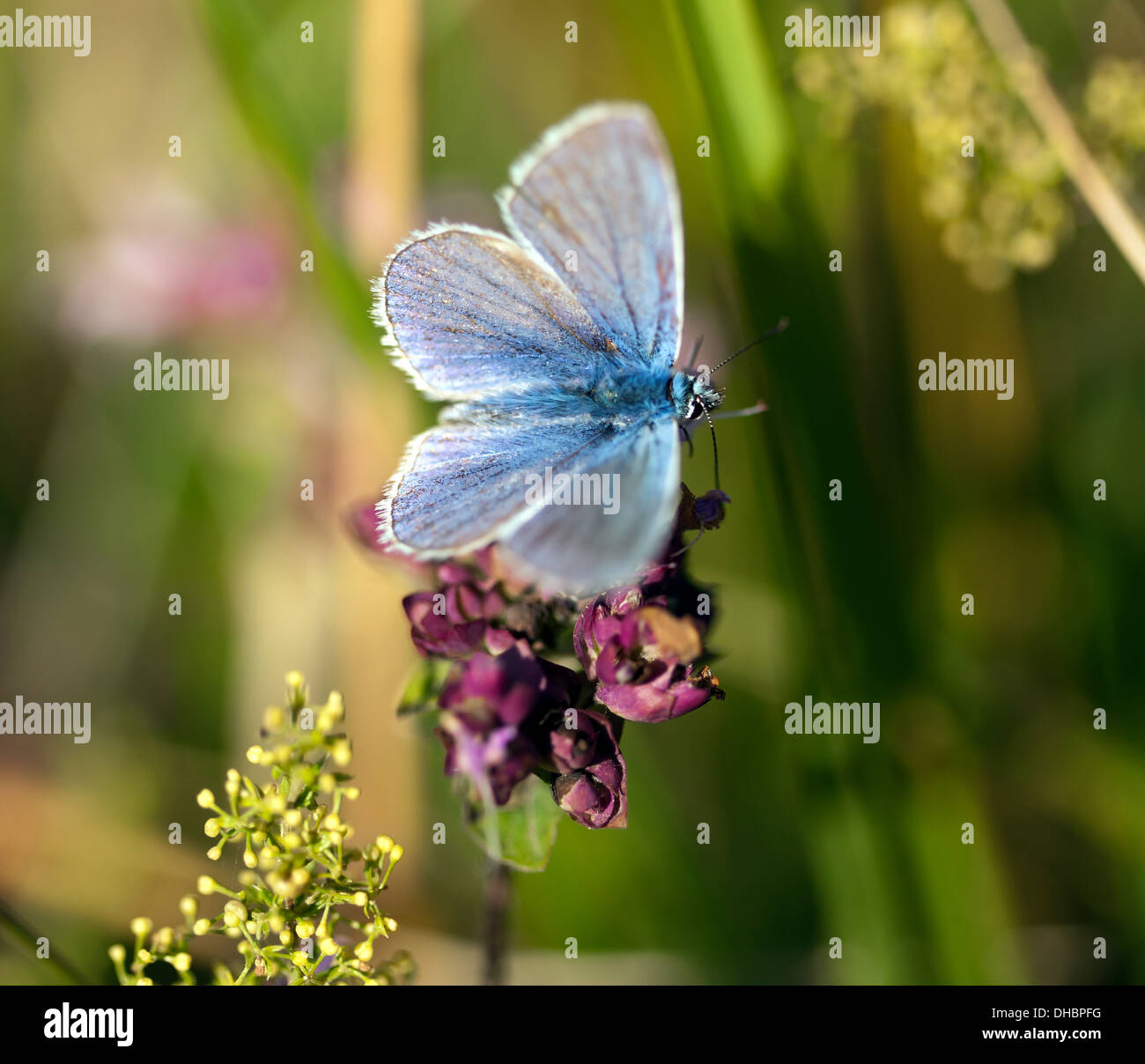 Macro image of a Common Blue butterfly (Polyommatus icarus), on chalk upland, Saxon Shore Way, Kent, UK. Stock Photo