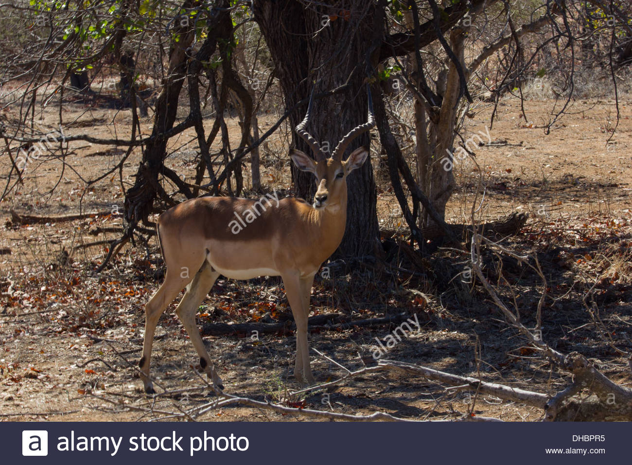 Long Horns Impala High Resolution Stock Photography and Images - Alamy