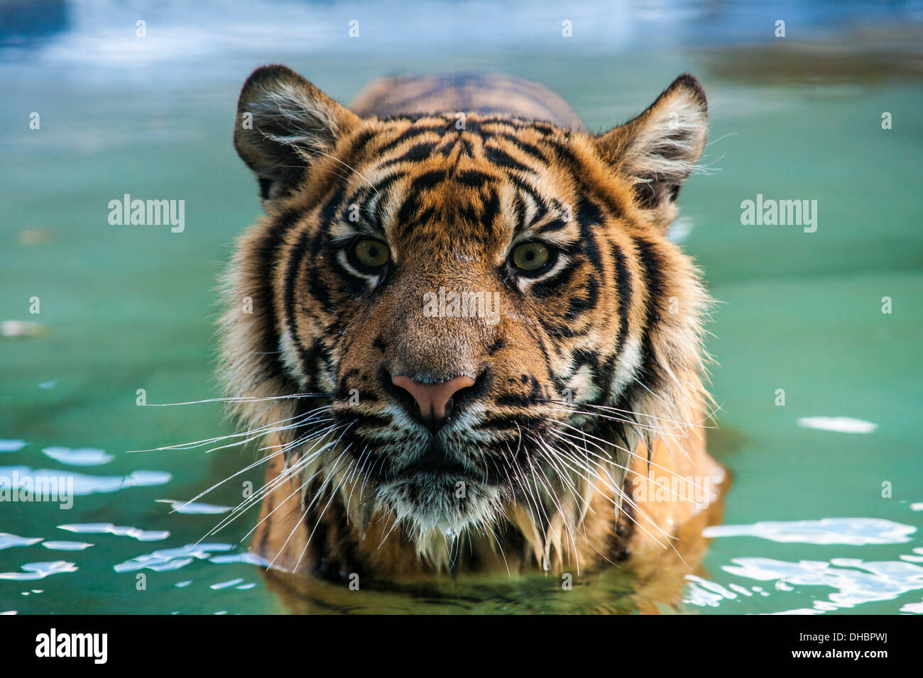 Sumatran Tiger Cub in water Stock Photo - Alamy