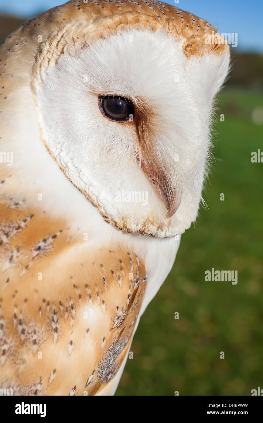 Common Barn Owl, Tyto alba, close up portrait Stock Photo Alamy
