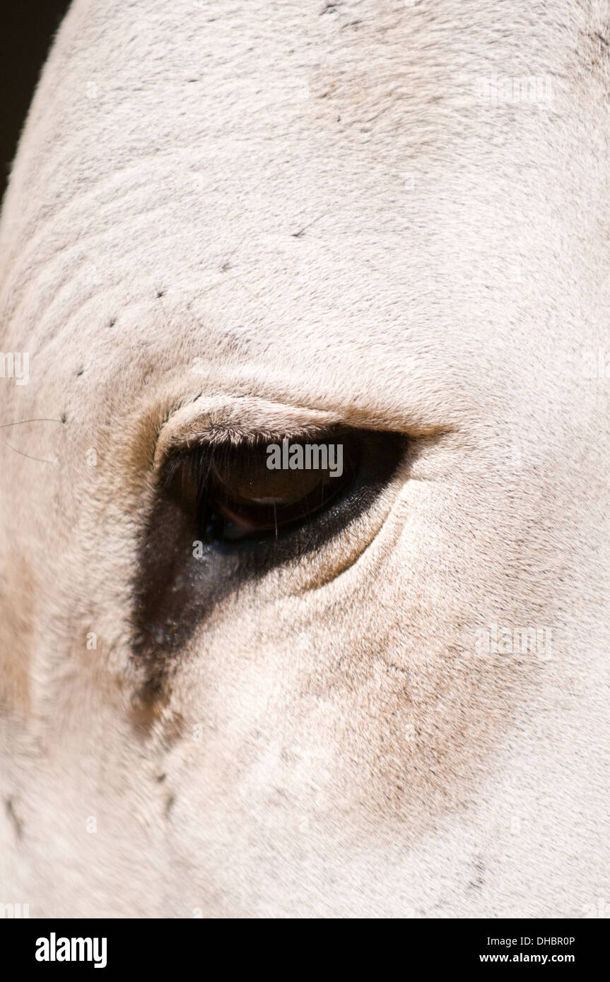 Big brown eye of Indian white bull in close up in Puttaparthi Andhara Pradesh South India Stock Photo