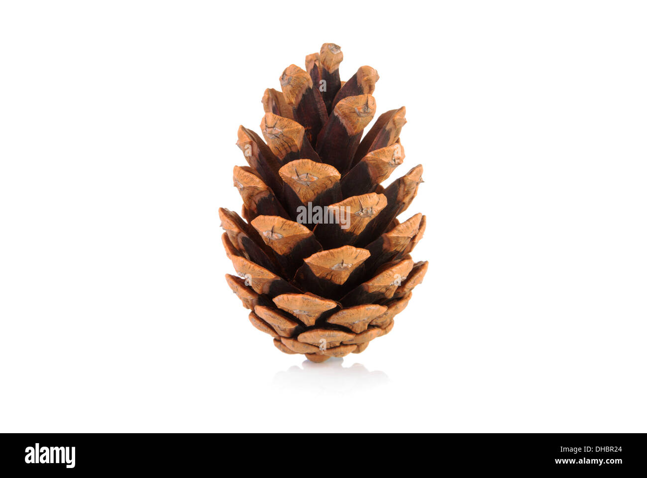 Pine cone on a white background Stock Photo