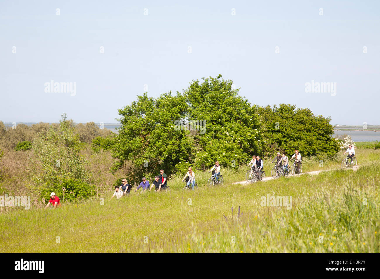 bicycle trip, oasis of boscoforte, valleys of comacchio, ferrara province, po river delta, emilia romagna, italy, europe Stock Photo