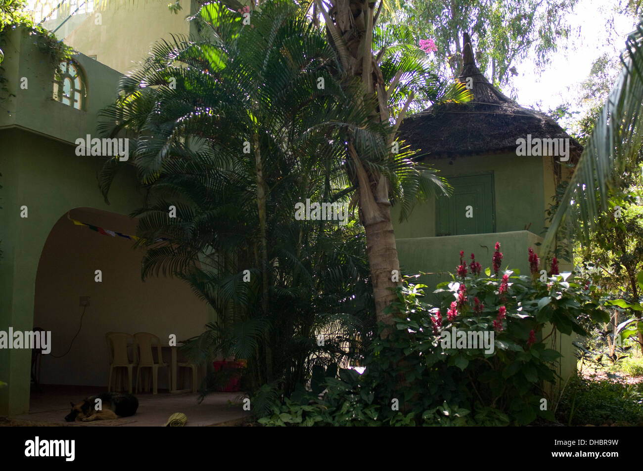 Sub tropical flowers hires stock photography and images Alamy