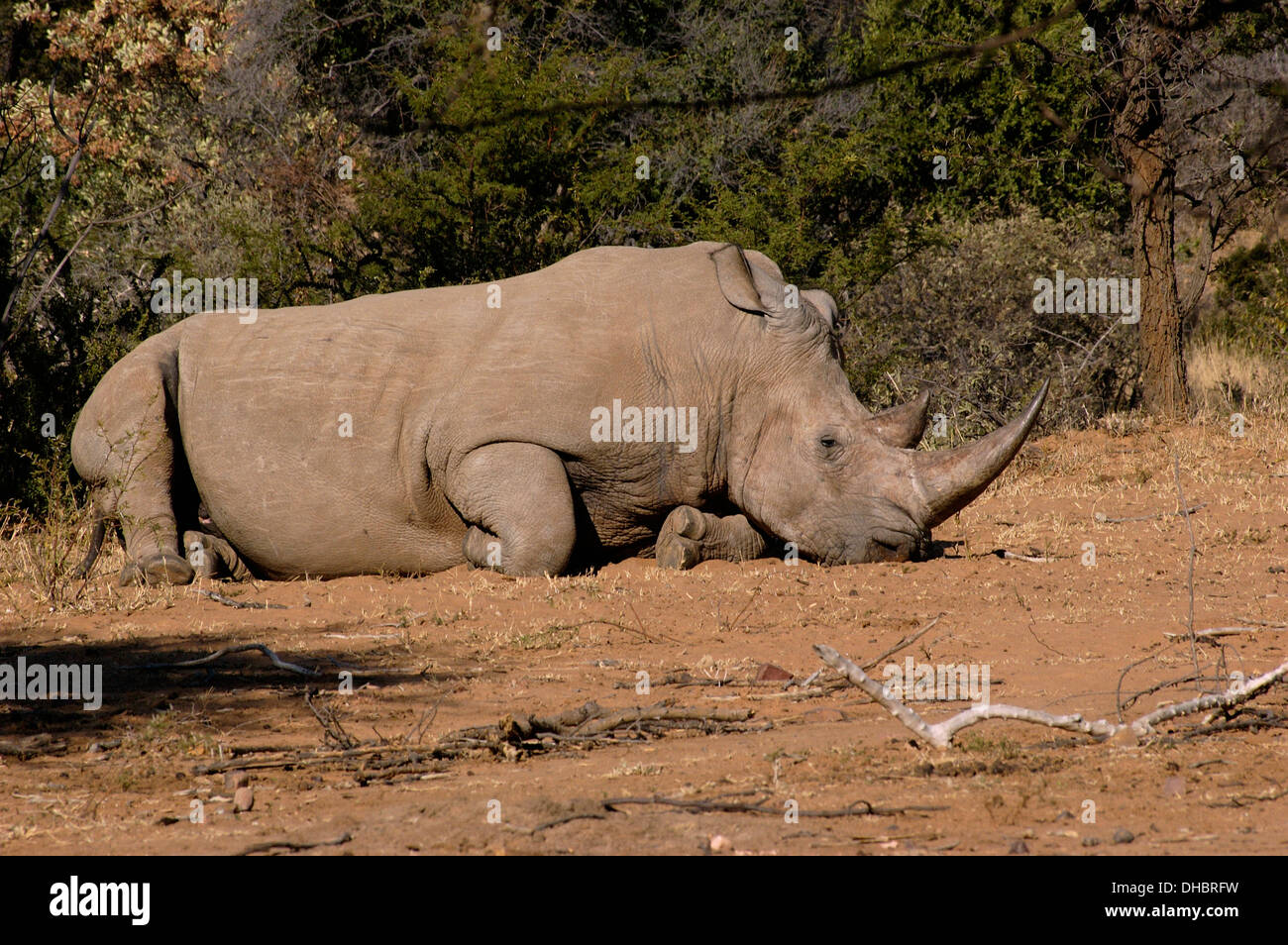 Black rhinoceros (Diceros bicornis) male, which was orphanned by poachers and lives in a fenced reserve, South Africa Stock Photo