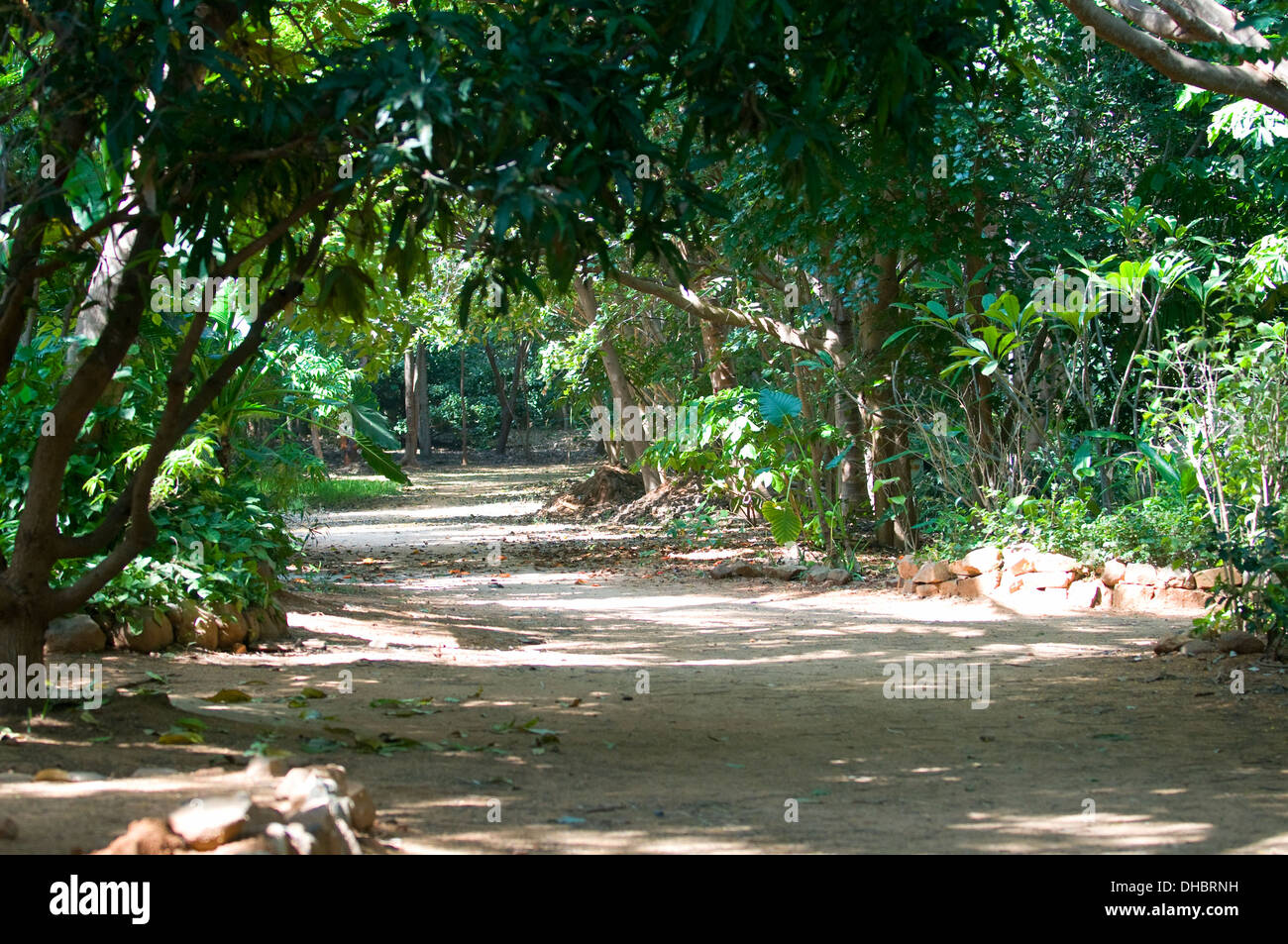 Avenue of sub tropical woodland in Puttaparthi Andhara Pradesh South India Stock Photo