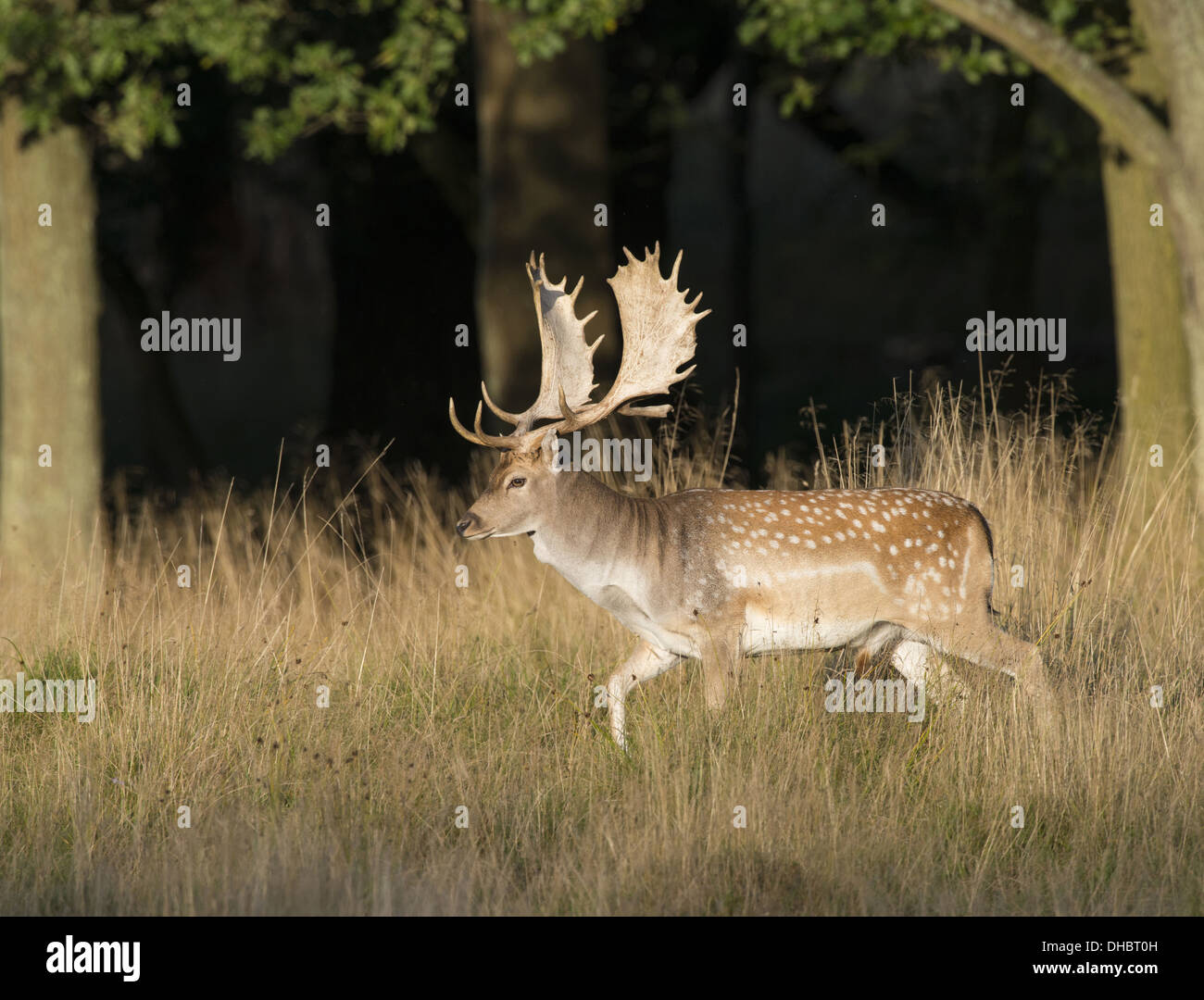 Fallow deer, Dama dama, Germany, Europe Stock Photo - Alamy