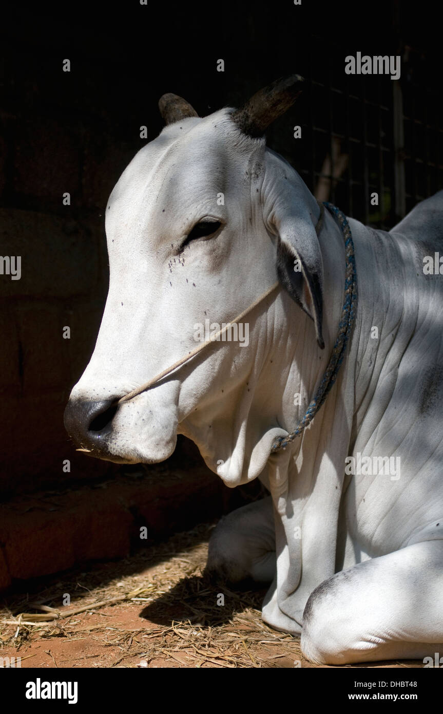 Ongole Bull of Southern India. These majestic white bulls serve the Indian communities faithfully with the plowing of fields Stock Photo