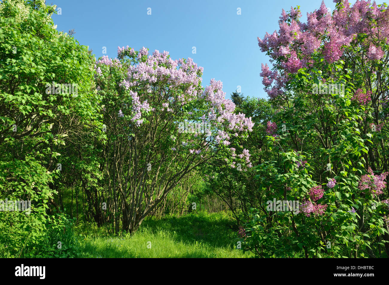 Flowering  lilac shrubs in the spring garden Stock Photo