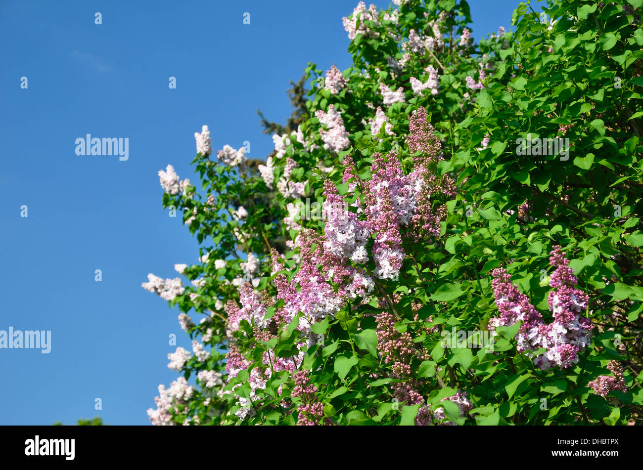 Flowering lilac Stock Photo