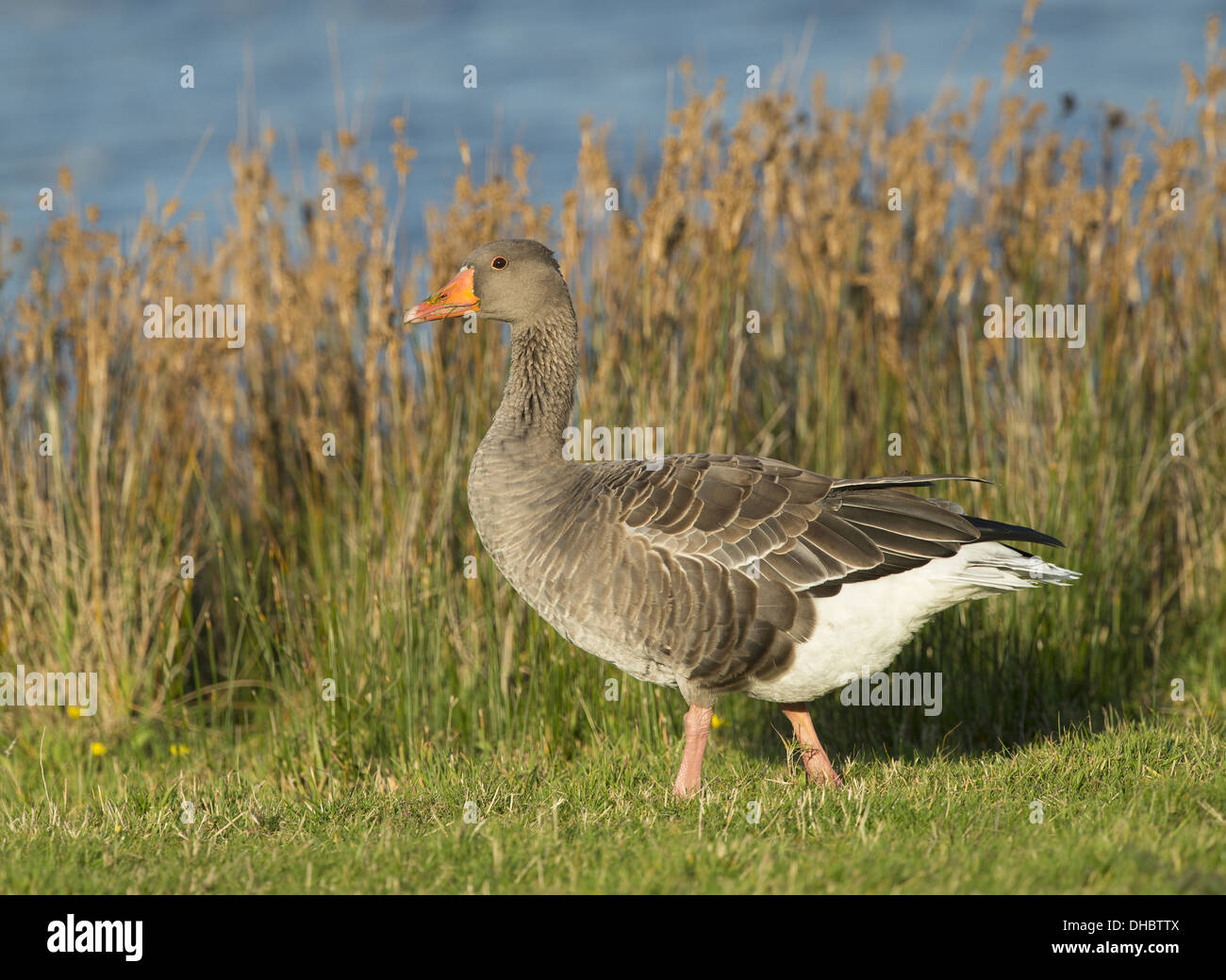 Greylag Goose, Anser anser, Germany, Europe Stock Photo