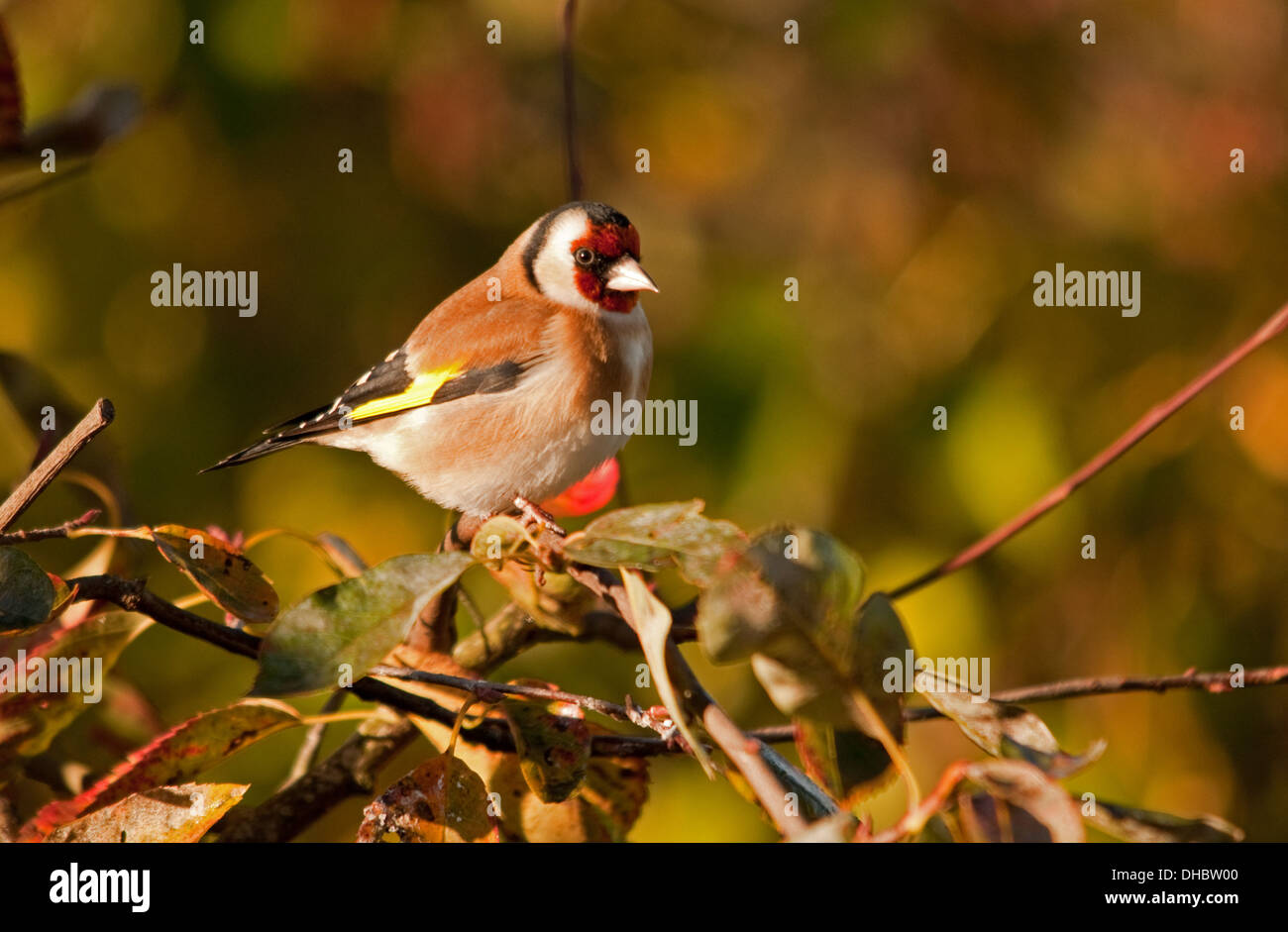 Ornamental cherry tree hi-res stock photography and images - Alamy