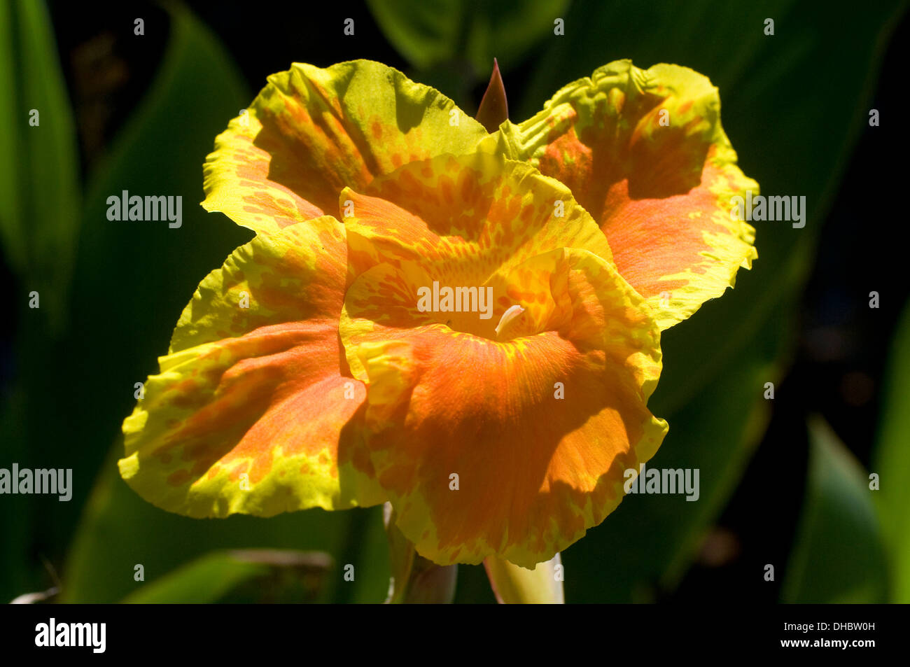 Orange yellow sub tropical Iris flower in full sun in South India Stock Photo