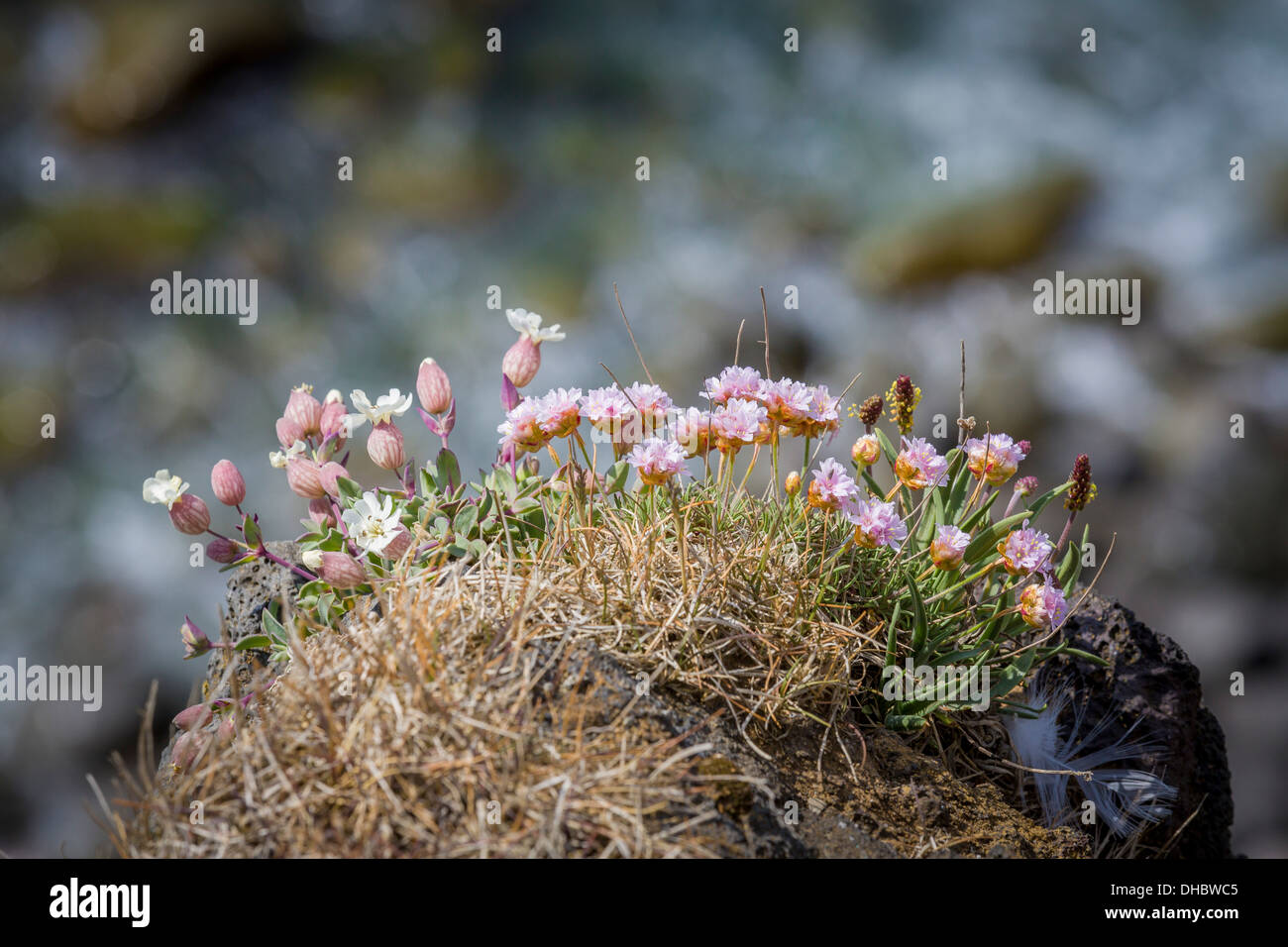 Sea Campion, Silene uniflora, Iceland Stock Photo