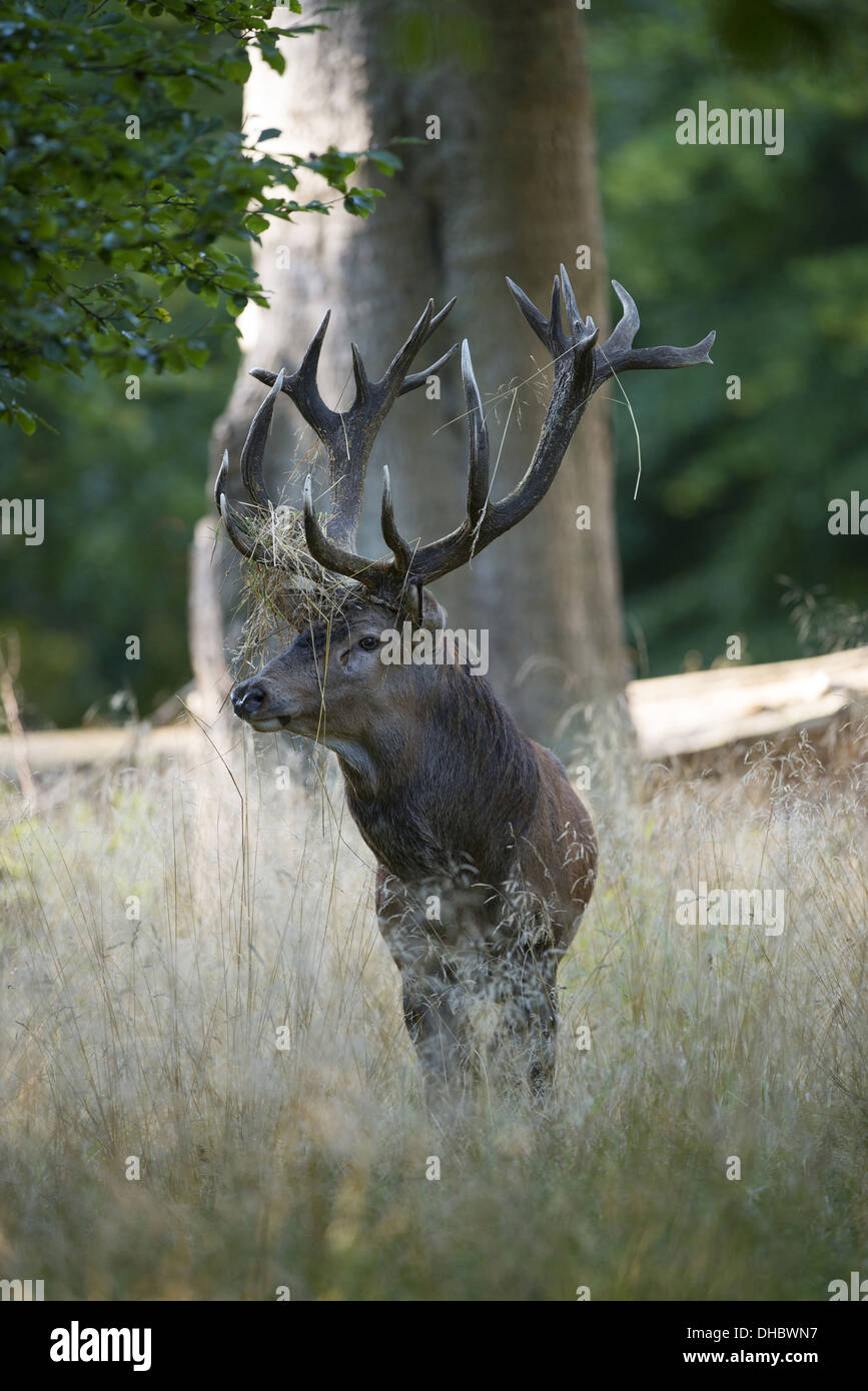Red deer, Cervus elaphus, Denmark, Europe Stock Photo - Alamy