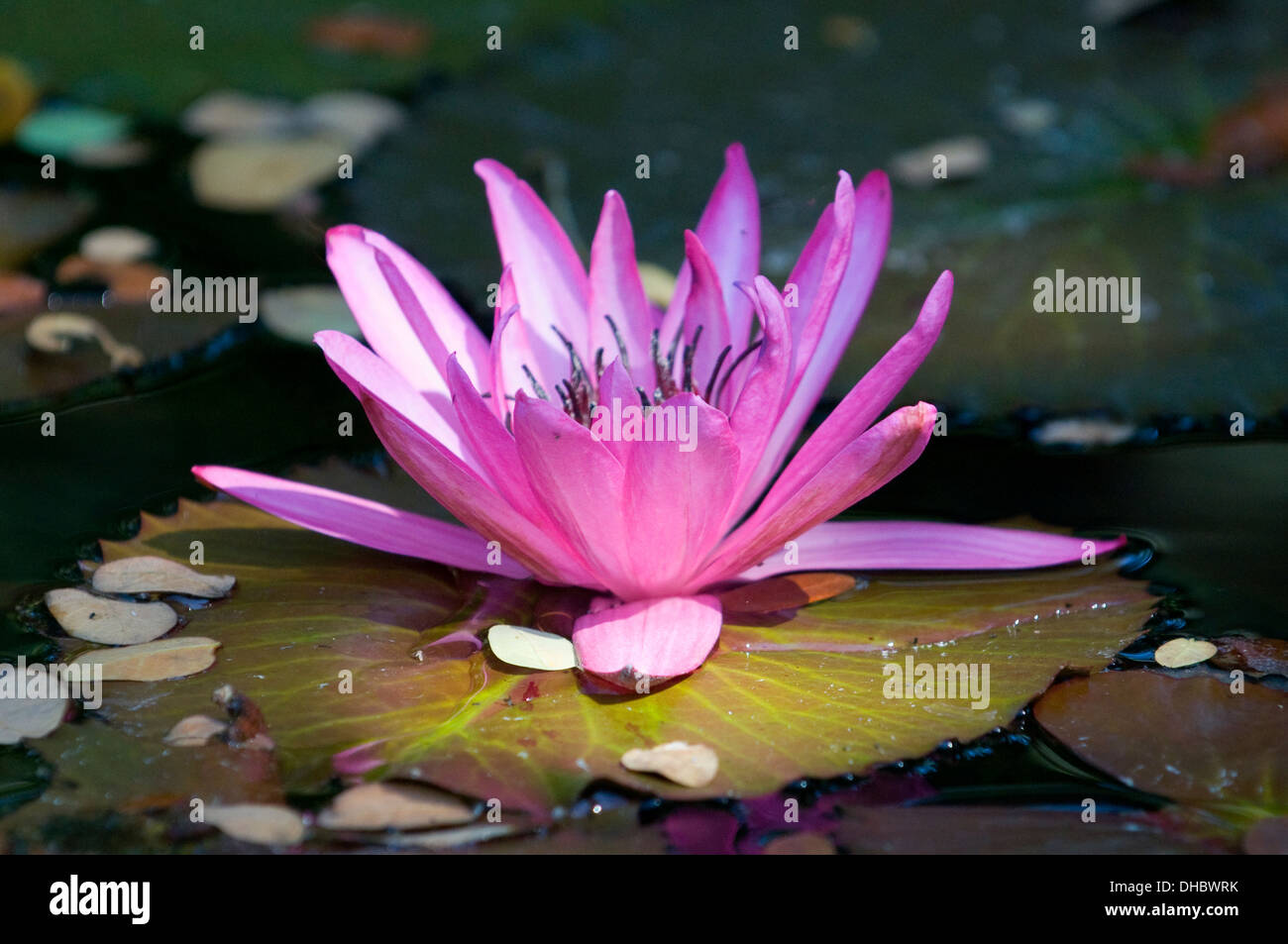 Rich pink lotus flower nestled on a lime & pink veined green lotus leaf in morning sunlight floating on South Indian pond near P Stock Photo