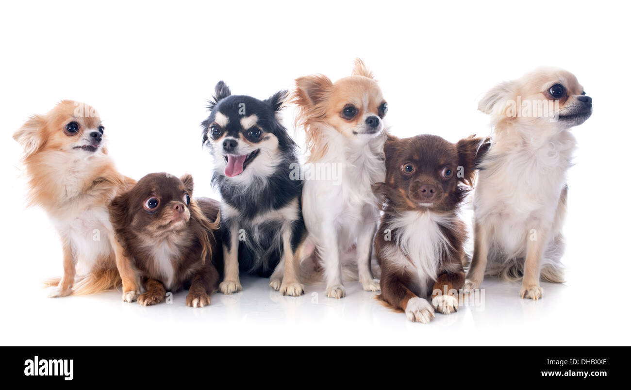 group of chihuahuas in front of white background Stock Photo - Alamy