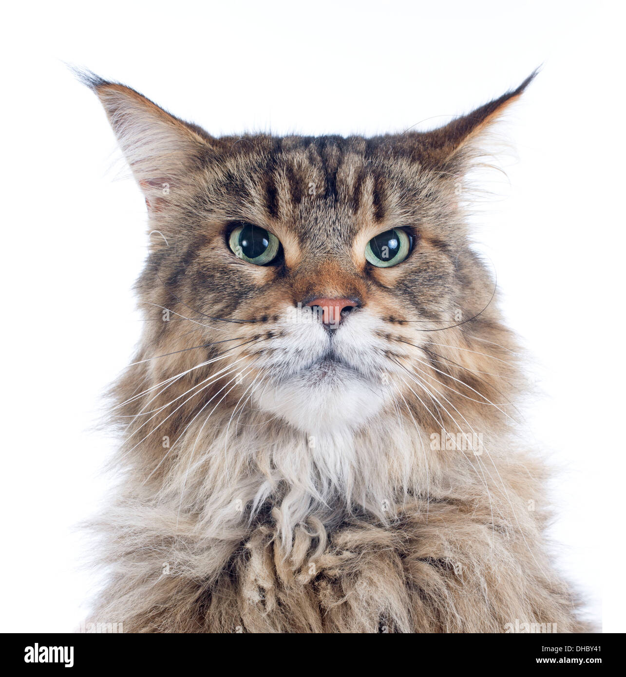 portrait of a purebred maine coon cat on a white background Stock Photo
